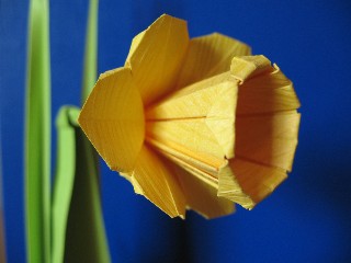 NarzisseKopf Kleine Webansicht